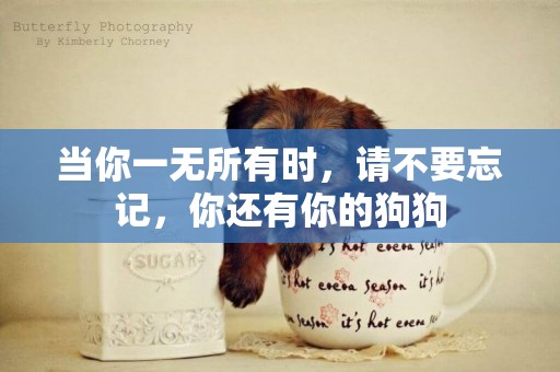 當你一無所有時，請不要忘記，你還有你的狗狗
