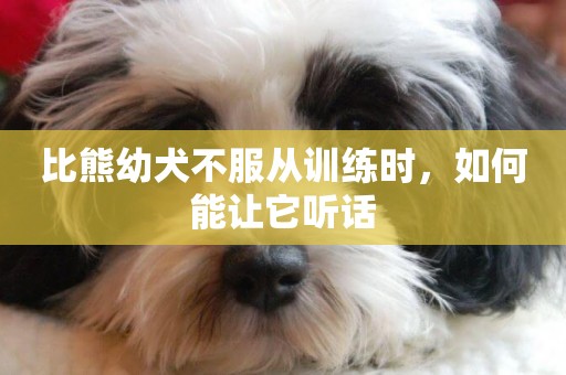 比熊幼犬不服從訓練時，如何能讓它聽話