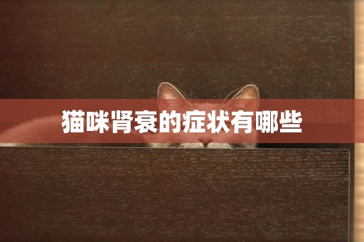 貓咪腎衰的癥狀有哪些