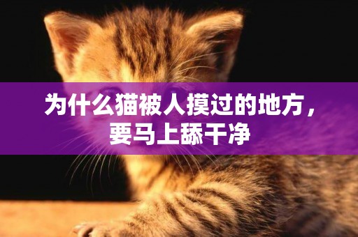為什么貓被人摸過的地方，要馬上舔干凈