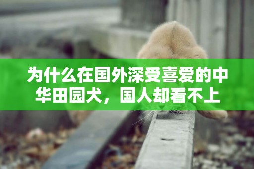 為什么在國外深受喜愛的中華田園犬，國人卻看不上