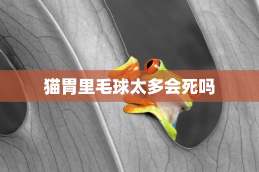 貓胃里毛球太多會死嗎