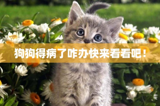 狗狗得病了咋辦快來看看吧！