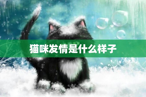 貓咪發情是什么樣子