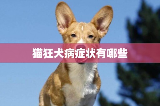 貓狂犬病癥狀有哪些