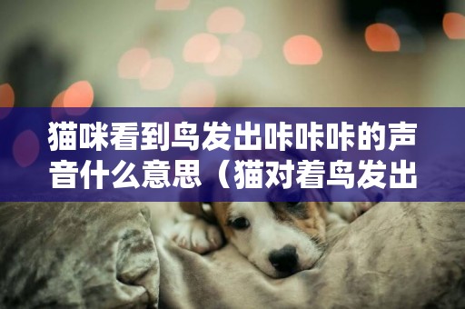 貓咪看到鳥發出咔咔咔的聲音什么意思（貓對著鳥發出奇怪的聲音怎么辦）