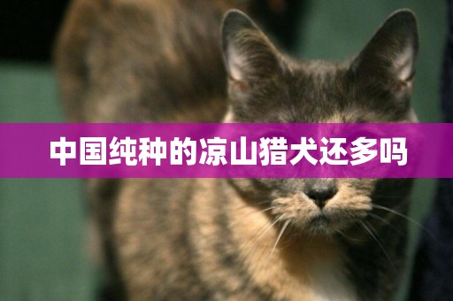 中國純種的涼山獵犬還多嗎