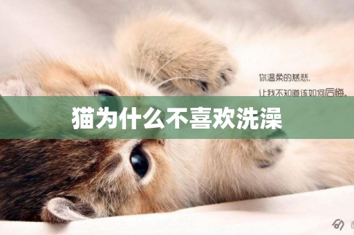 貓為什么不喜歡洗澡