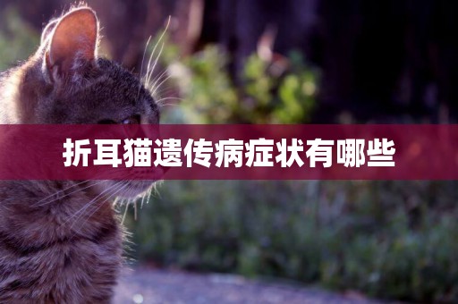 折耳貓遺傳病癥狀有哪些