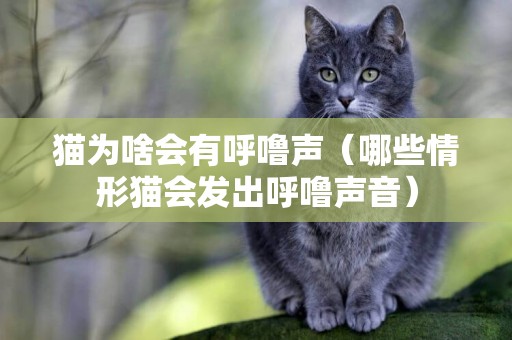 貓為啥會有呼嚕聲（哪些情形貓會發出呼嚕聲音）