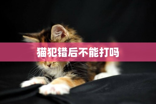 貓犯錯后不能打嗎