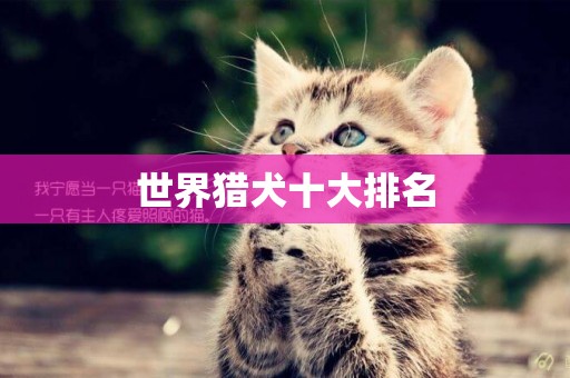 世界獵犬十大排名