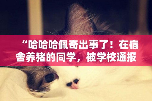 “哈哈哈佩奇出事了！在宿舍養豬的同學，被學校通報批評了！”