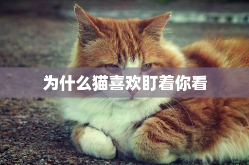 為什么貓喜歡盯著你看