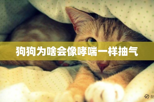 狗狗為啥會像哮喘一樣抽氣