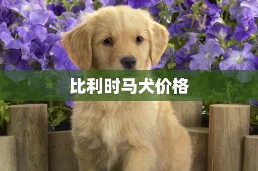 比利時馬犬價格