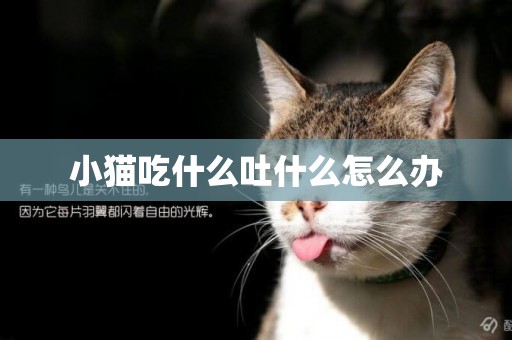 小貓吃什么吐什么怎么辦