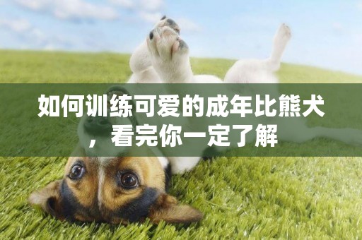 如何訓練可愛的成年比熊犬，看完你一定了解