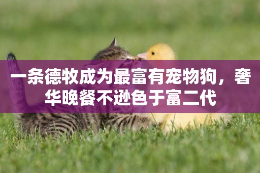 一條德牧成為最富有寵物狗，奢華晚餐不遜色于富二代