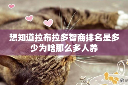 想知道拉布拉多智商排名是多少為啥那么多人養