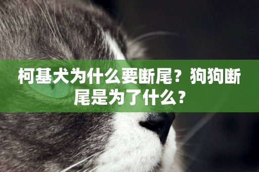 柯基犬為什么要斷尾？狗狗斷尾是為了什么？