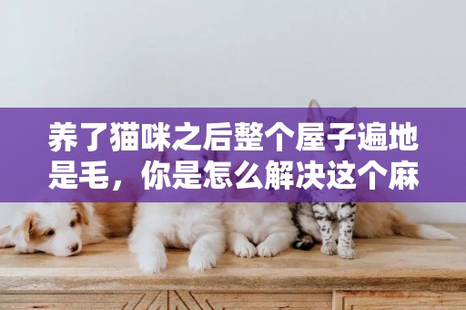 養了貓咪之后整個屋子遍地是毛，你是怎么解決這個麻煩的