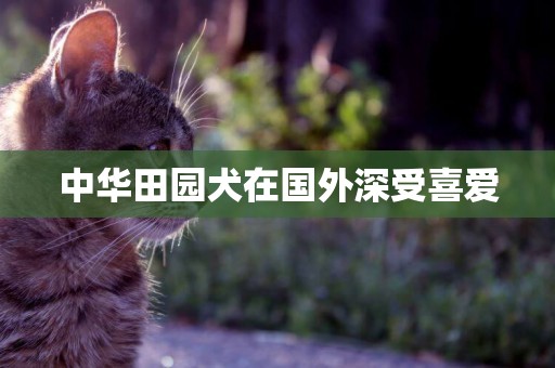 中華田園犬在國外深受喜愛
