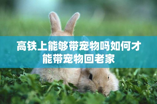高鐵上能夠帶寵物嗎如何才能帶寵物回老家