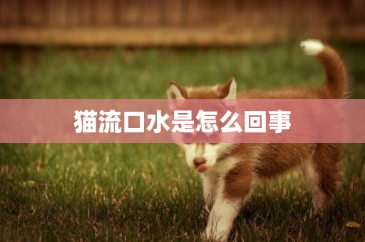 貓流口水是怎么回事