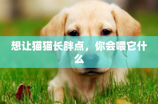 想讓貓貓長胖點，你會喂它什么