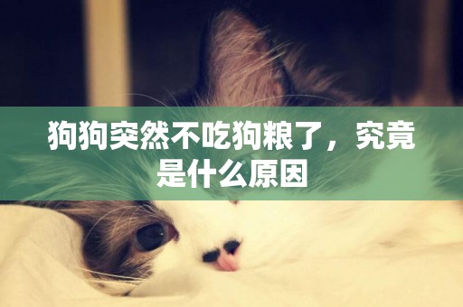狗狗突然不吃狗糧了，究竟是什么原因