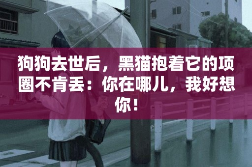 狗狗去世后，黑貓抱著它的項圈不肯丟：你在哪兒，我好想你！
