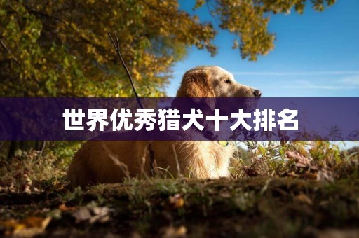 世界優秀獵犬十大排名