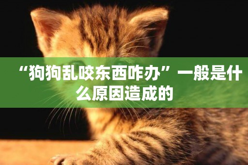 “狗狗亂咬東西咋辦”一般是什么原因造成的