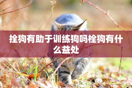 拴狗有助于訓練狗嗎栓狗有什么益處