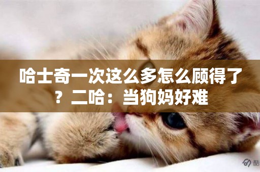 哈士奇一次這么多怎么顧得了？二哈：當狗媽好難