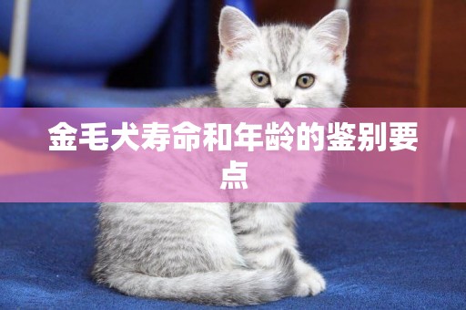 金毛犬壽命和年齡的鑒別要點