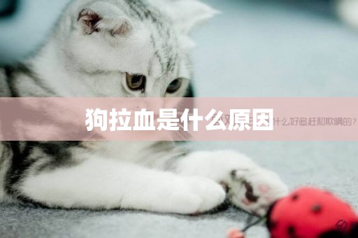狗拉血是什么原因