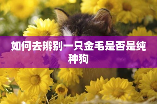 如何去辨別一只金毛是否是純種狗