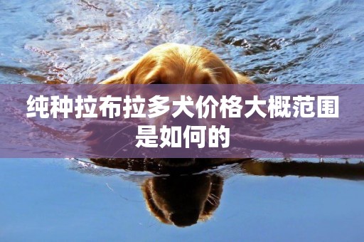 純種拉布拉多犬價格大概范圍是如何的