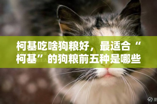 柯基吃啥狗糧好，最適合“柯基”的狗糧前五種是哪些