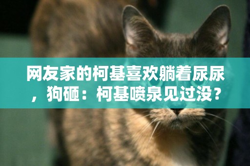網友家的柯基喜歡躺著尿尿，狗砸：柯基噴泉見過沒？