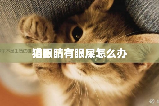貓眼睛有眼屎怎么辦