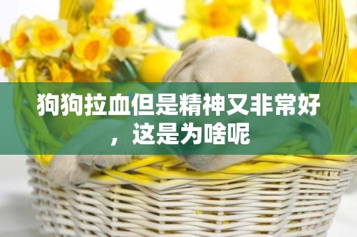 狗狗拉血但是精神又非常好，這是為啥呢
