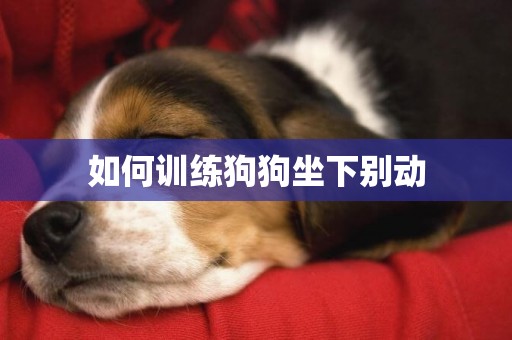 如何訓練狗狗坐下別動