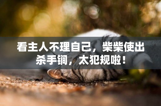 看主人不理自己，柴柴使出殺手锏，太犯規啦！