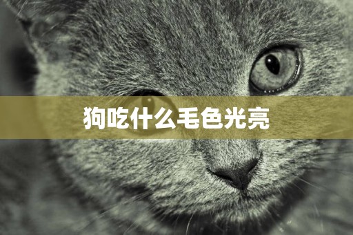 狗吃什么毛色光亮