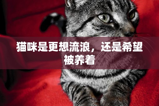 貓咪是更想流浪，還是希望被養著