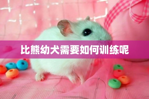 比熊幼犬需要如何訓練呢