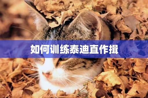 如何訓練泰迪直作揖